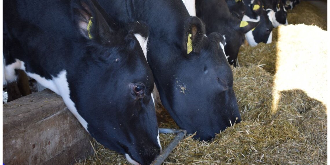 Минус 10% за год: Новосибирской области резко сократилось поголовье скота