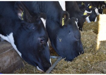 Минус 10% за год: Новосибирской области резко сократилось поголовье скота