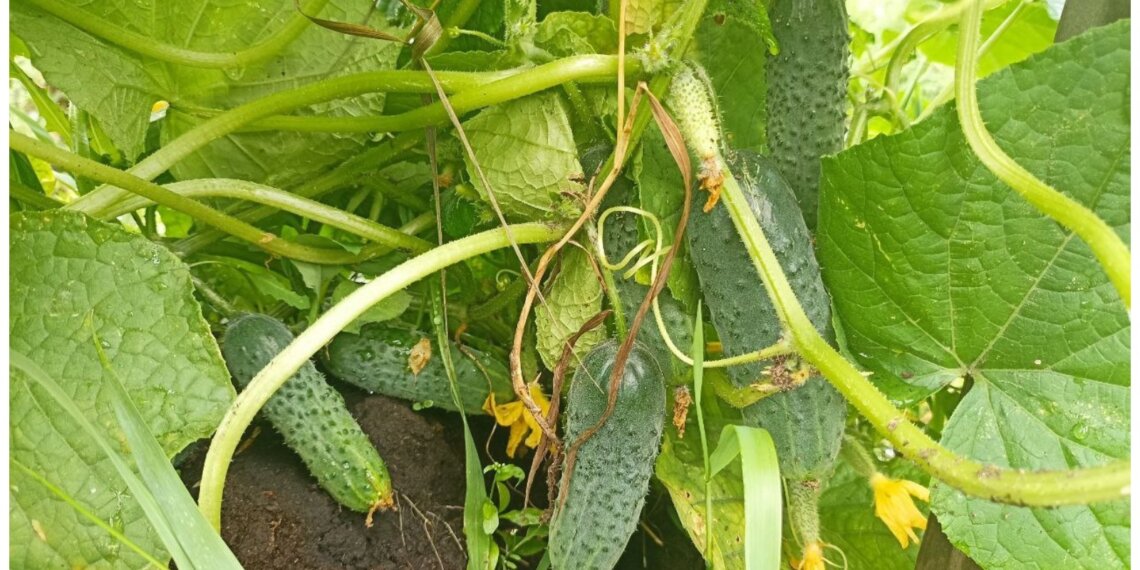 Новосибирские школьники смогут учиться агротехнике прямо в гимназии