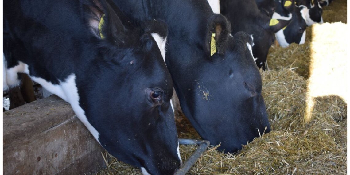 Сибирского ветеринара будут судить за допуск на прилавки не обследованного мяса