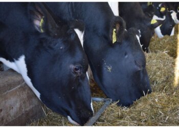 Сибирского ветеринара будут судить за допуск на прилавки не обследованного мяса