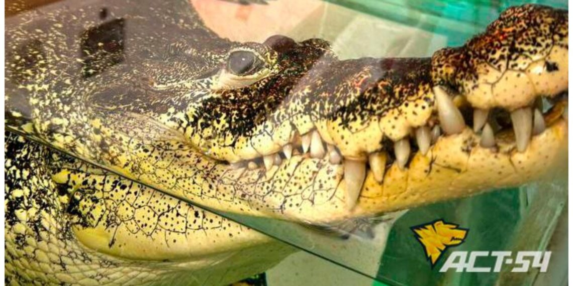 Крокодила Кузю из новосибирского магазина сантехники решили изъять по суду