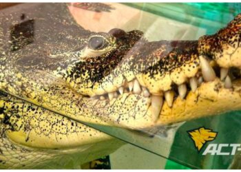 Крокодила Кузю из новосибирского магазина сантехники решили изъять по суду