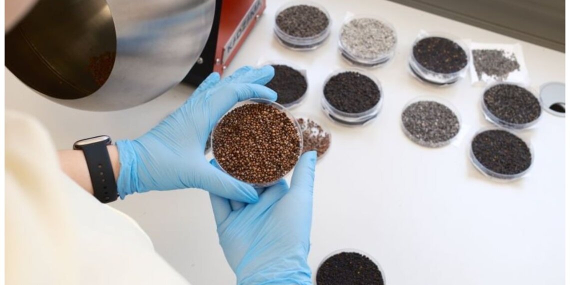 Новосибирские учёные создали гель, который ускоряет прорастание семян