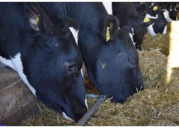 Карантин по пастереллёзу в Новосибирской области могут снять к маю