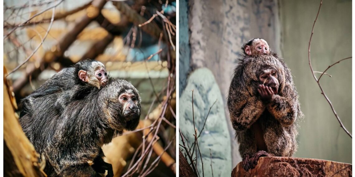 В Новосибирском зоопарке родился детёныш редкого примата