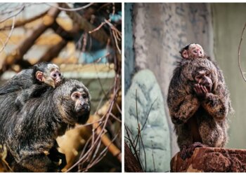В Новосибирском зоопарке родился детёныш редкого примата