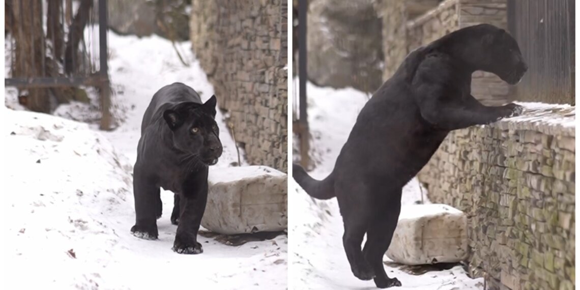 Ягуар Габриэль впервые вышел на прогулку в Новосибирском зоопарке (видео)