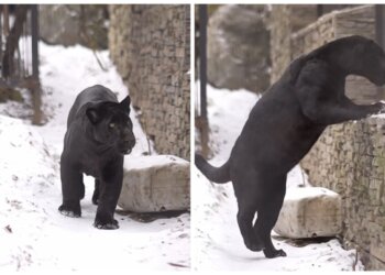 Ягуар Габриэль впервые вышел на прогулку в Новосибирском зоопарке (видео)