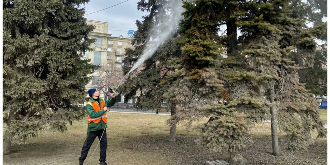 Весенний душ: в Новосибирске начали мыть ели после зимы