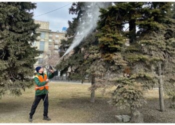 Весенний душ: в Новосибирске начали мыть ели после зимы