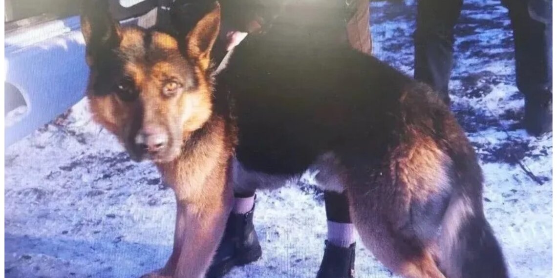 Хозяйка овчарки, изуродовавшей ребёнка в Хакасии, отделалась годом исправительных работ