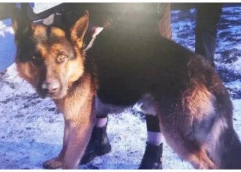 Хозяйка овчарки, изуродовавшей ребёнка в Хакасии, отделалась годом исправительных работ