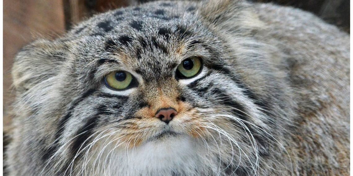 Новосибирцев зовут отметить День манула в зоопарке