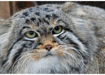 Новосибирцев зовут отметить День манула в зоопарке