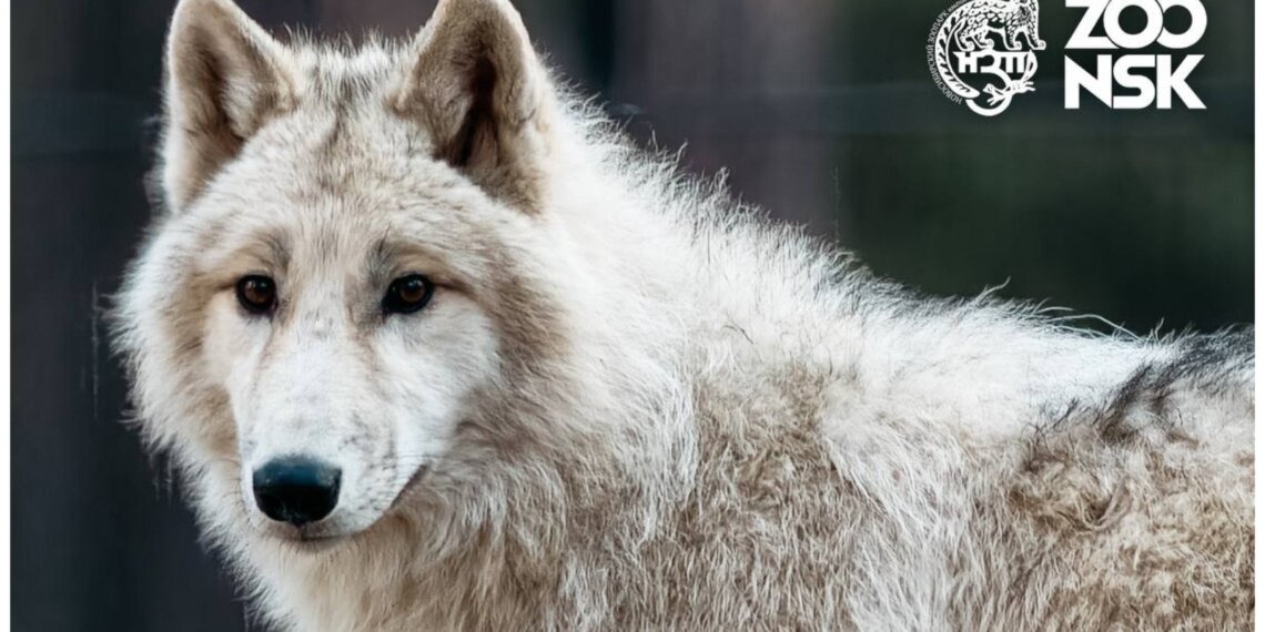 Новосибирский зоопарк переходит на летний график работы с 28 апреля