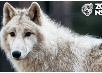 Новосибирский зоопарк переходит на летний график работы с 28 апреля