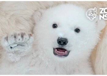 Кормим манулов, пингвинов и муравьедов: зоопарк Новосибирска раскрыл программу выходных