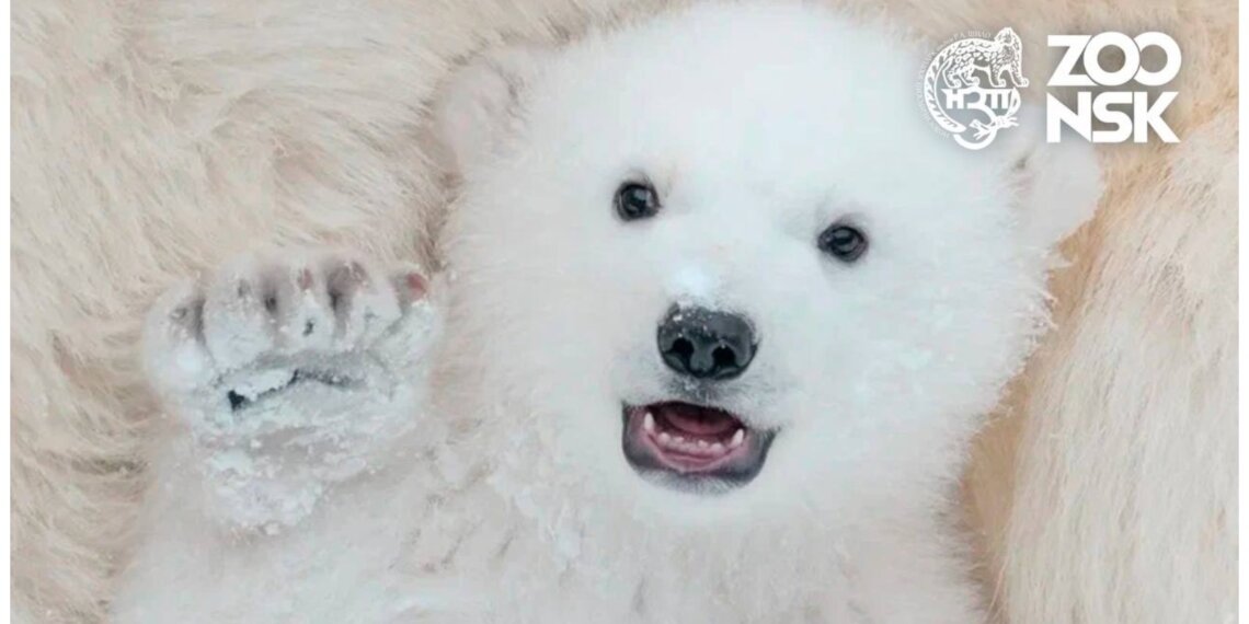 Новосибирский зоопарк зовёт горожан выбрать имя для сына белых медведей Кая и Герды