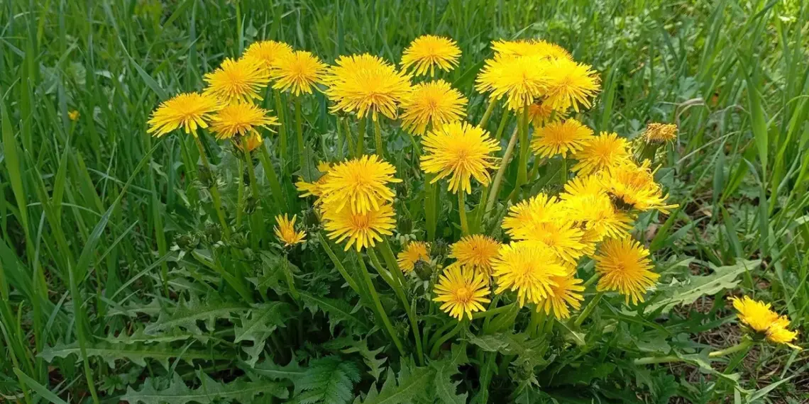 В Новосибирске перечислили растения, за которые можно лишиться дачного участка