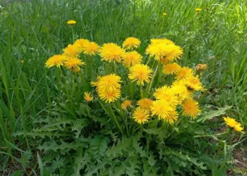 В Новосибирске перечислили растения, за которые можно лишиться дачного участка