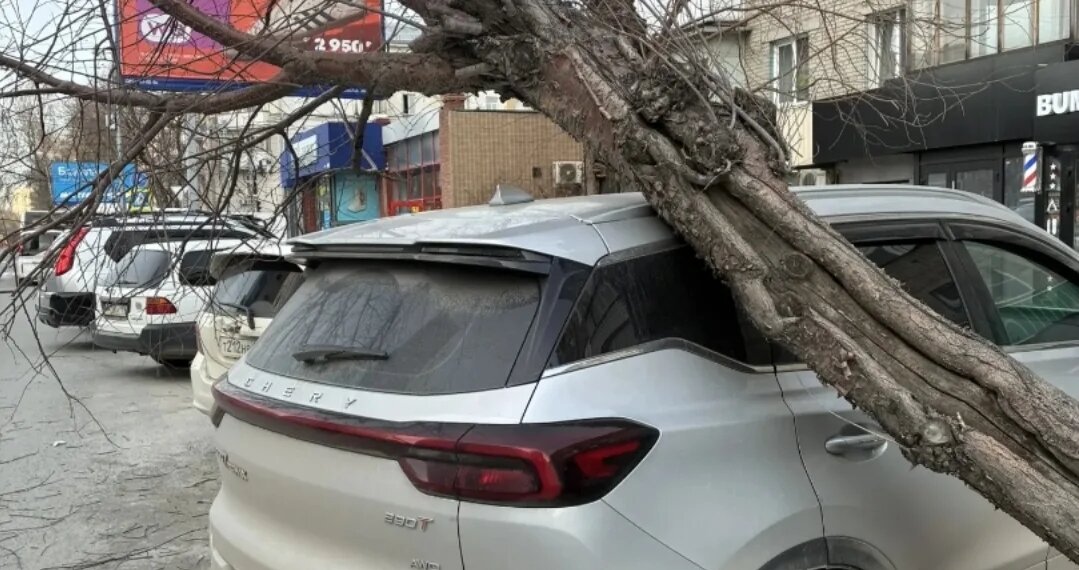 Ураган в Новосибирске повалил дерево на автомобиль