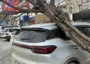 Ураган в Новосибирске повалил дерево на автомобиль