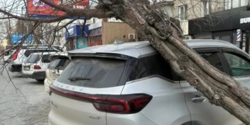 Ураган в Новосибирске повалил дерево на автомобиль