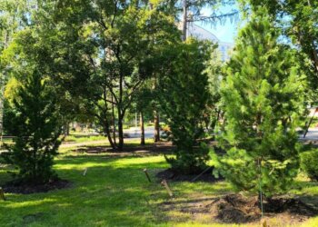 «Ведьмина метла»: сибирские учёные выводят новые сорта кедров на основе редчайших мутаций