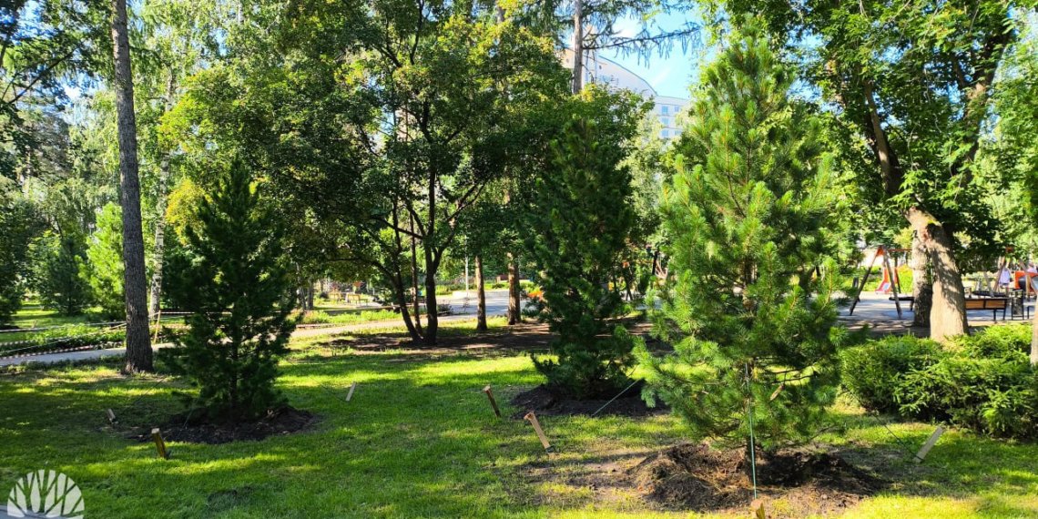 «Ведьмина метла»: сибирские учёные выводят новые сорта кедров на основе редчайших мутаций