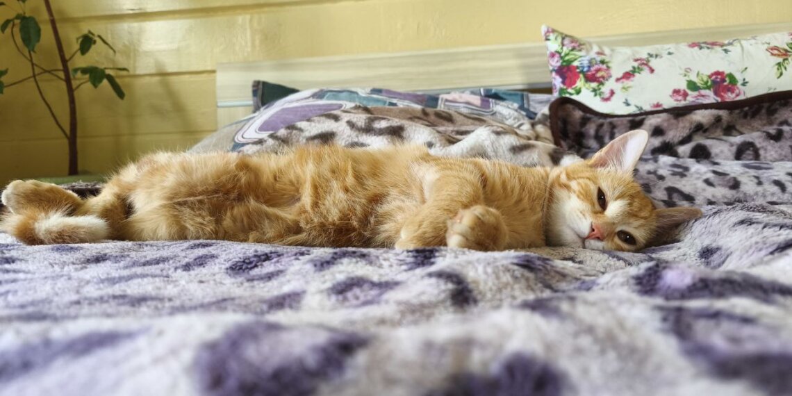 Потерявшиеся новосибирские кошки — чаще всего Сони