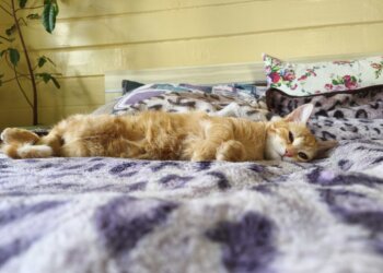 Потерявшиеся новосибирские кошки — чаще всего Сони