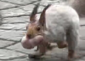 Беличье семейство устроило переезд в Новосибирском зоопарке