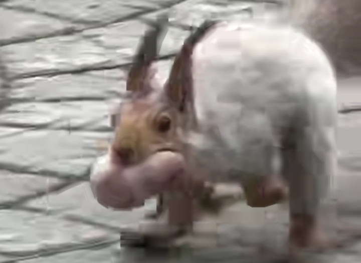 Беличье семейство устроило переезд в Новосибирском зоопарке