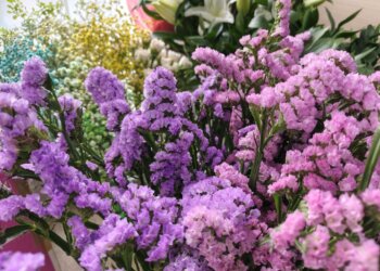 Стало известно, какие цветы высадят в парках Новосибирска ко Дню города