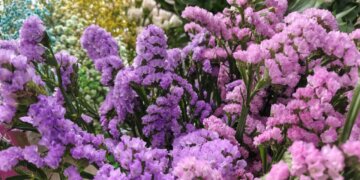 Стало известно, какие цветы высадят в парках Новосибирска ко Дню города