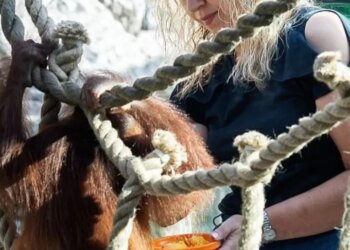 Высокая оценка труда: Президент наградил орденом замдиректора Новосибирского зоопарка