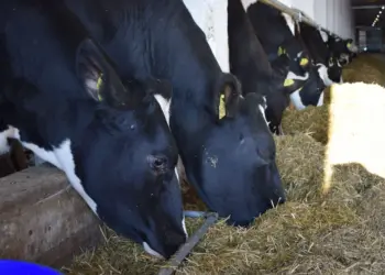 В НСО начали снимать ветеринарные ограничения