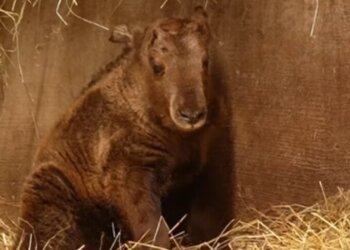 Детёныш редкого золотистого такина появился в Новосибирском зоопарке