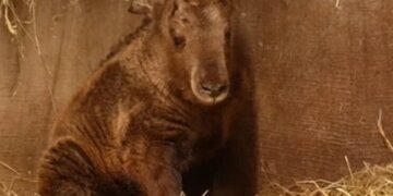 Детёныш редкого золотистого такина появился в Новосибирском зоопарке