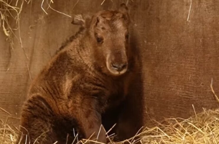 Детёныш редкого золотистого такина появился в Новосибирском зоопарке