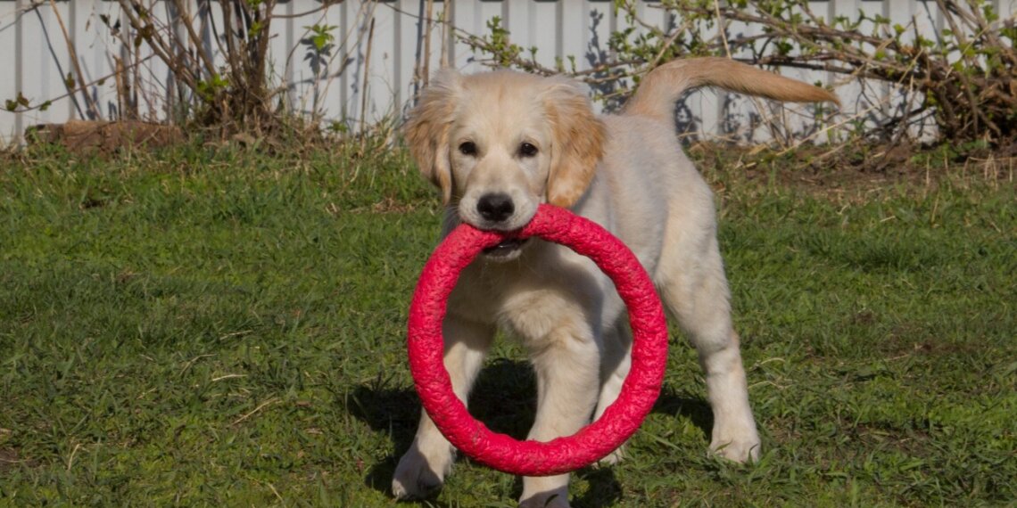 В Госдуму представили законопроект о создании реестра домашних животных