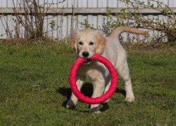 В Госдуму представили законопроект о создании реестра домашних животных