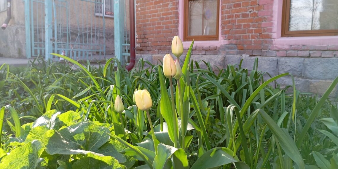 В Новосибирске появятся спецподразделения по уходу за газонами и насаждениями