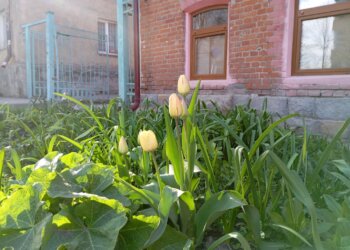 В Новосибирске появятся спецподразделения по уходу за газонами и насаждениями