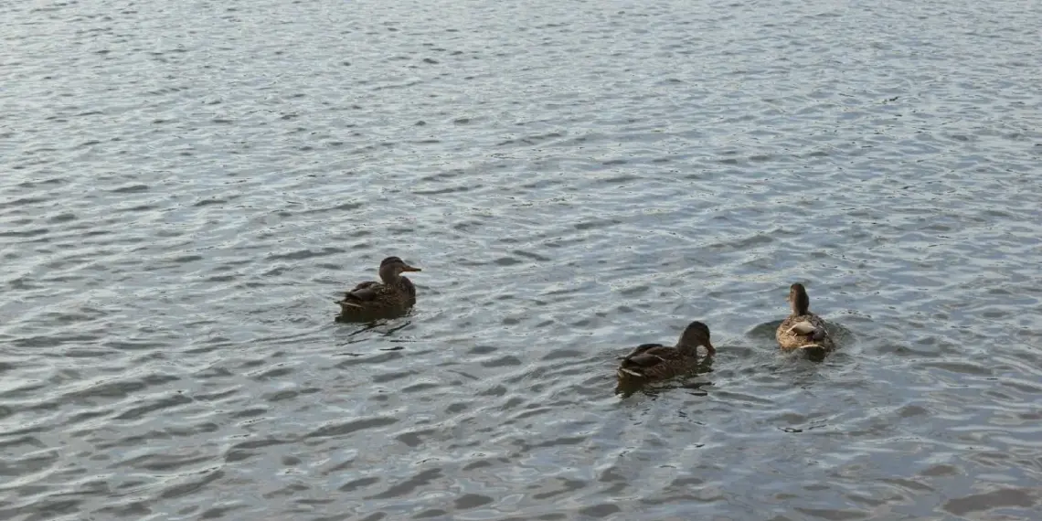 Об опасности птичьего гриппа во время сезона охоты-2026 предупредили жителей НСО