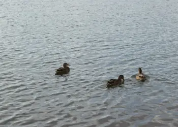 Об опасности птичьего гриппа во время сезона охоты-2026 предупредили жителей НСО