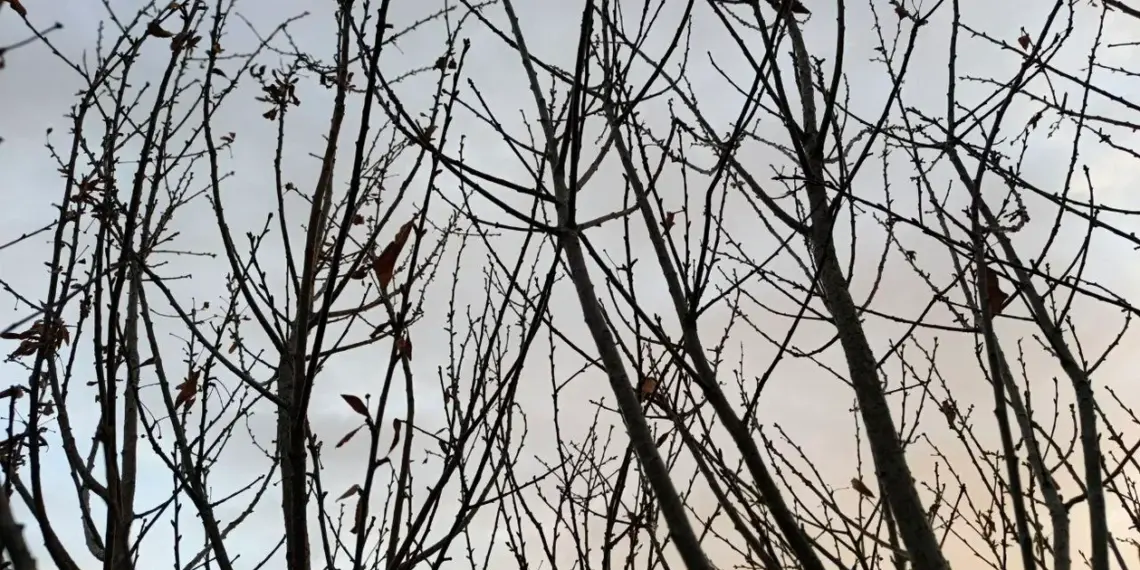 Качество воздуха ухудшится к концу недели в Новосибирске