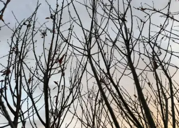 Качество воздуха ухудшится к концу недели в Новосибирске