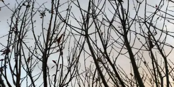 Качество воздуха ухудшится к концу недели в Новосибирске